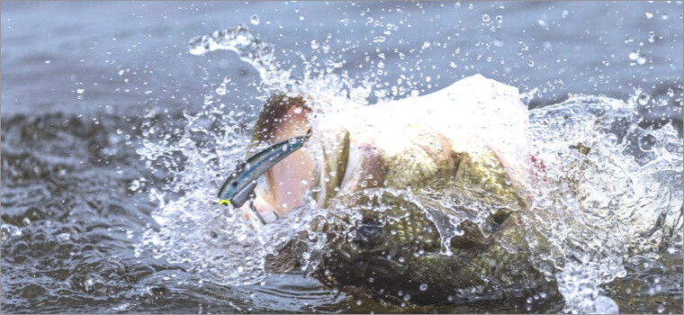 Steelshad Fishing Gear